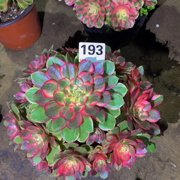 用***9无花朵黑魔19300000