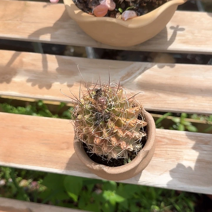 夏*仙人球福利出