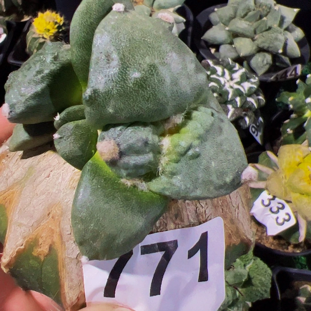 无花朵福利双头牛舌怒涛牡丹771