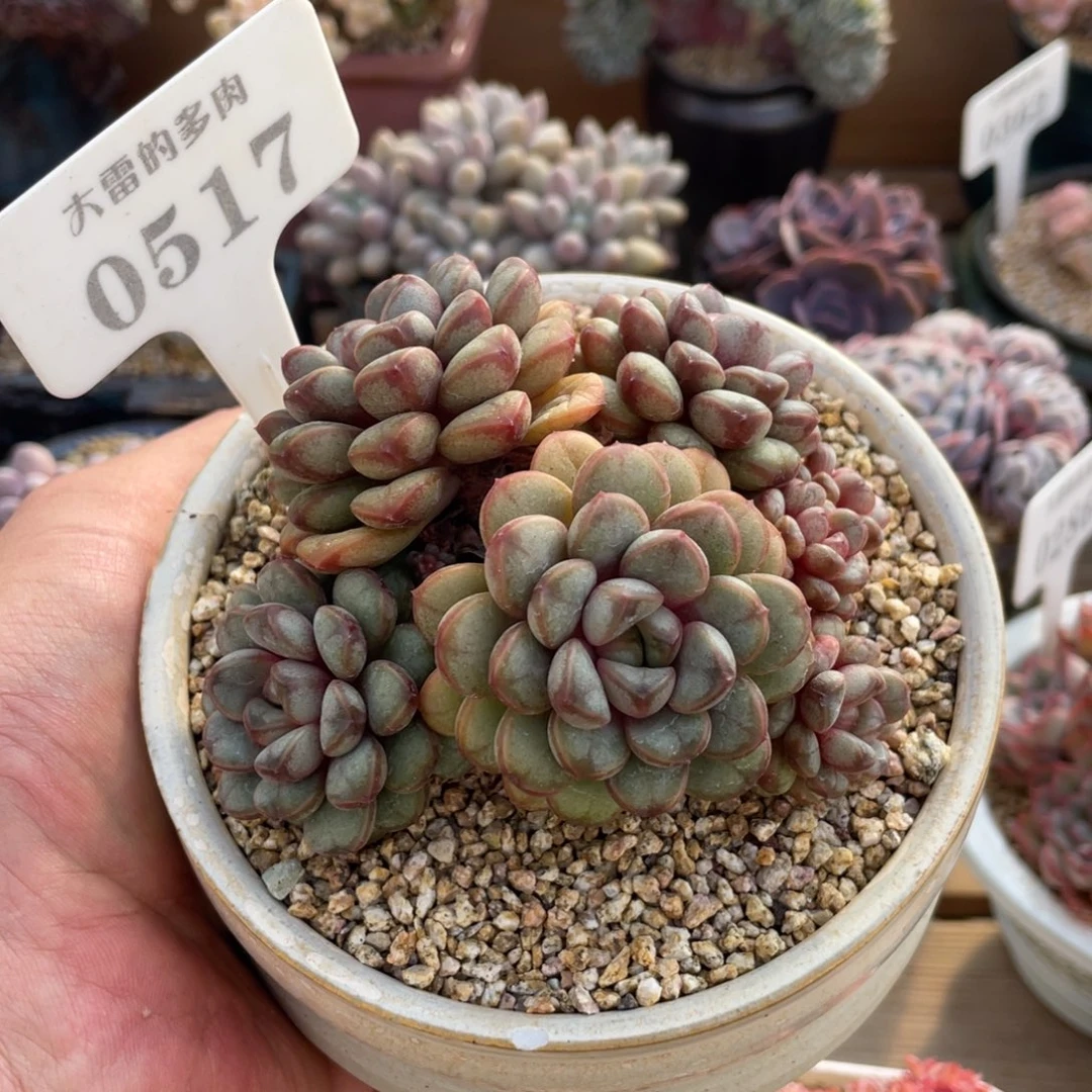 0517葡萄不带盆10厘米