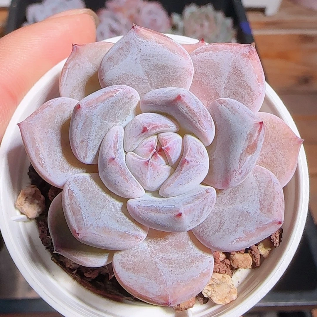 多肉1101--69暗纹系