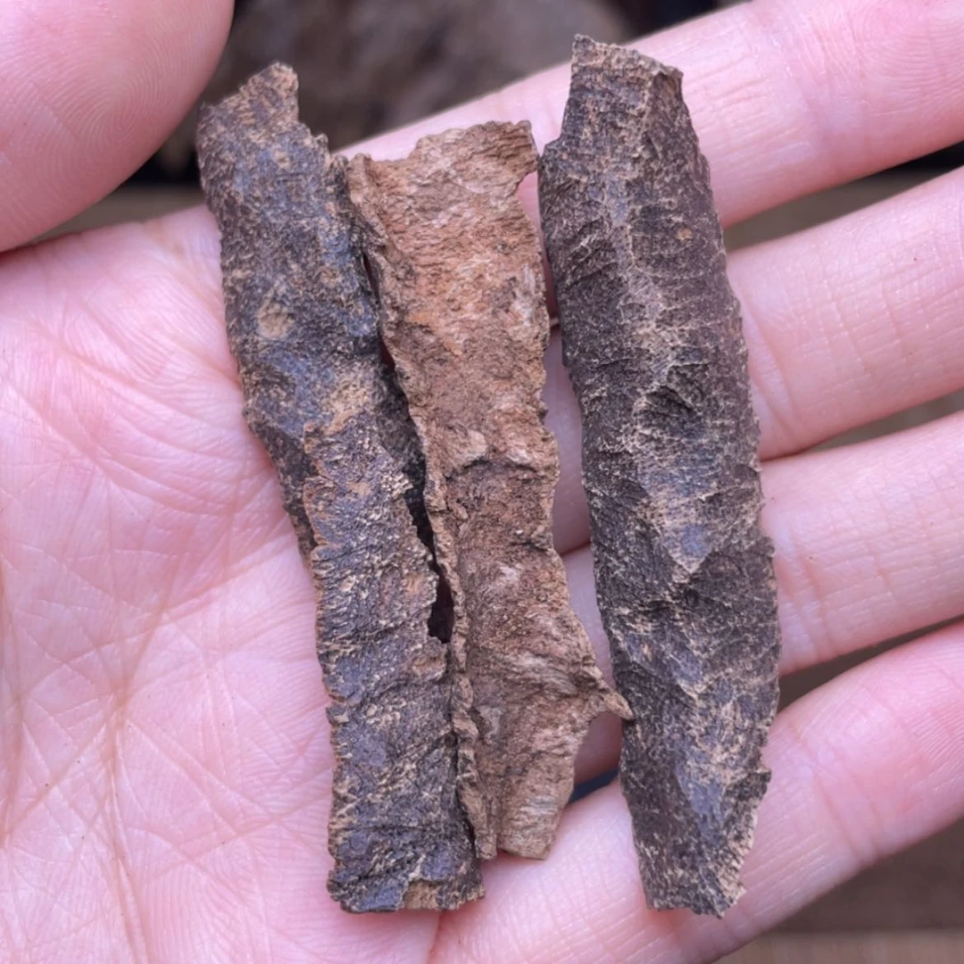 【闪购商品】香榧木海南尖峰岭根部黑油鸡母虫漏3.5克