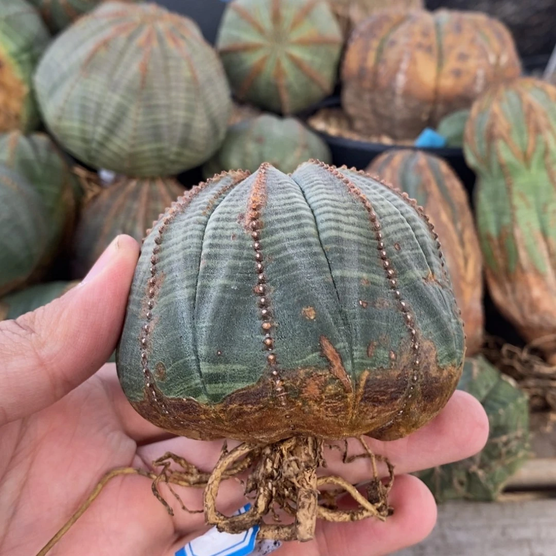3 欧系实生布纹球多肉植物