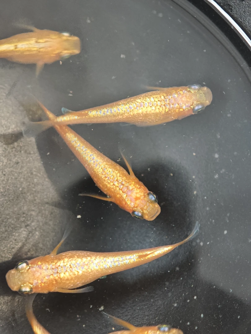 一物一图观背青鳉组合搭配冷水小型观赏鱼淡水活体