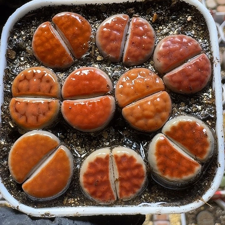 生石花1111111。   166