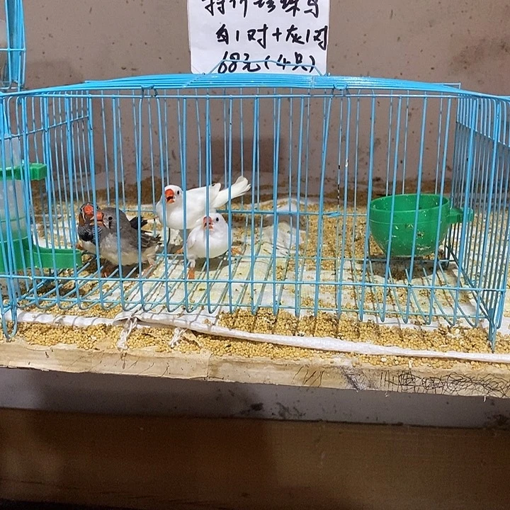 珍珠鸟王*特价珍珠白加灰，包活到家