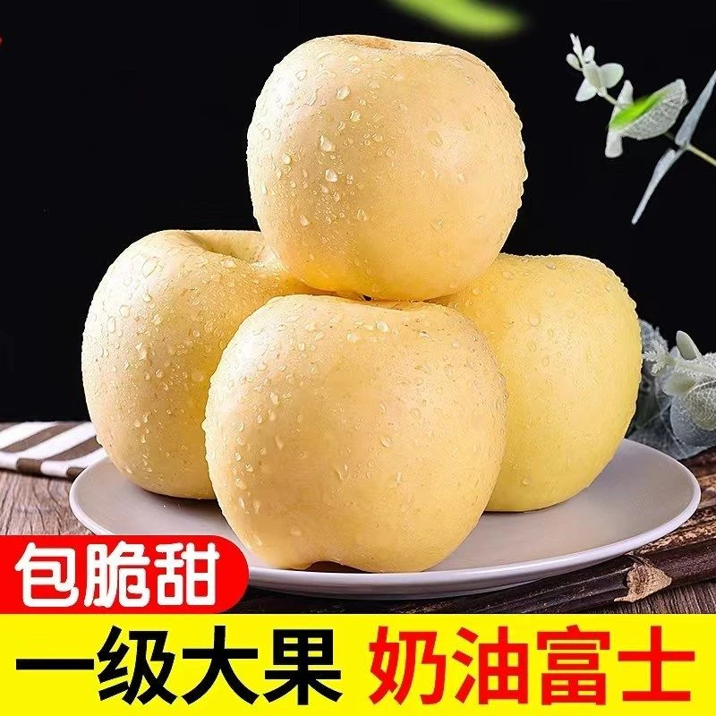 正宗山东烟台栖霞黄金奶油富士苹果新鲜水果香甜孕妇水果带皮吃