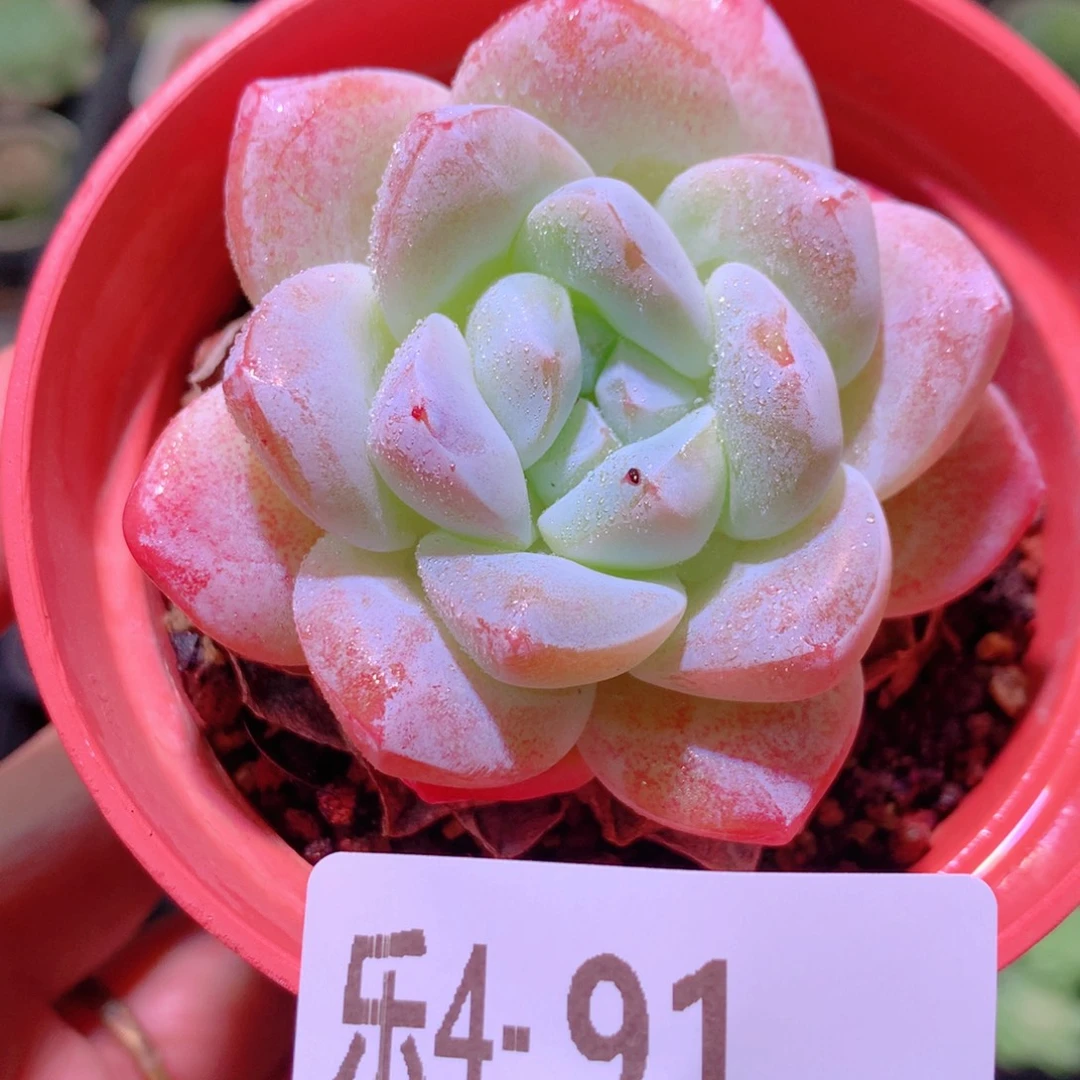 乐然4-91 冰玉单头