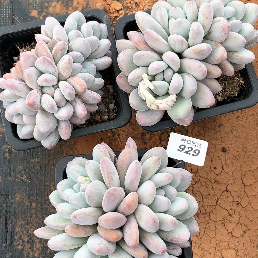 阿雅园艺。   929