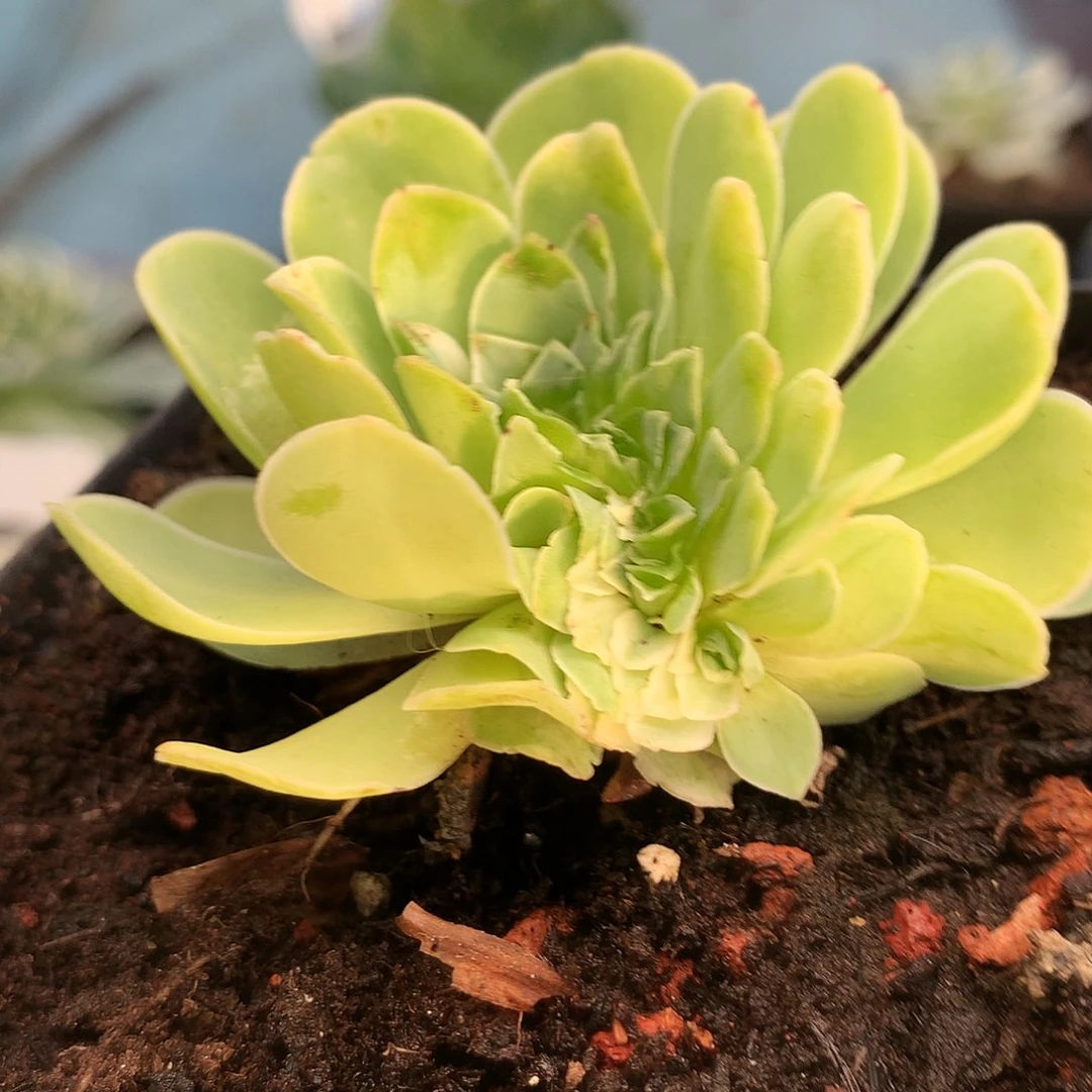 缀化一一一一一一