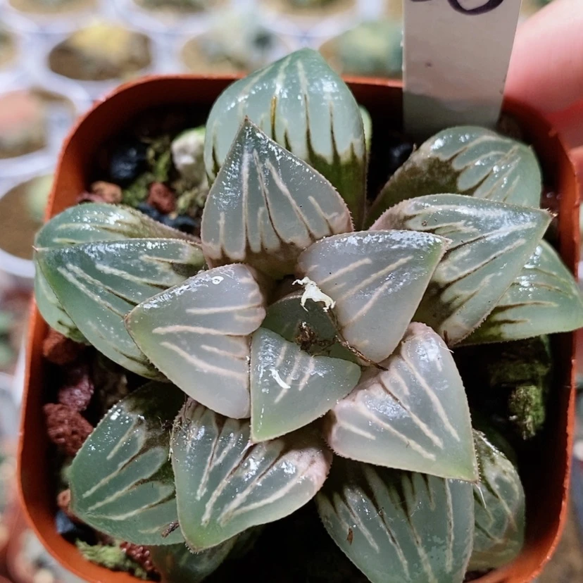 【闪购商品】35水晶银龟