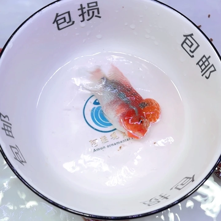 罗汉鱼24//////////////