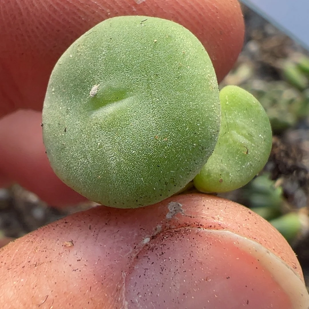 25-42肉锥多肉植物