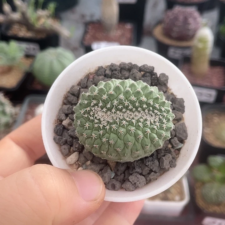 321实生菊水缀化,