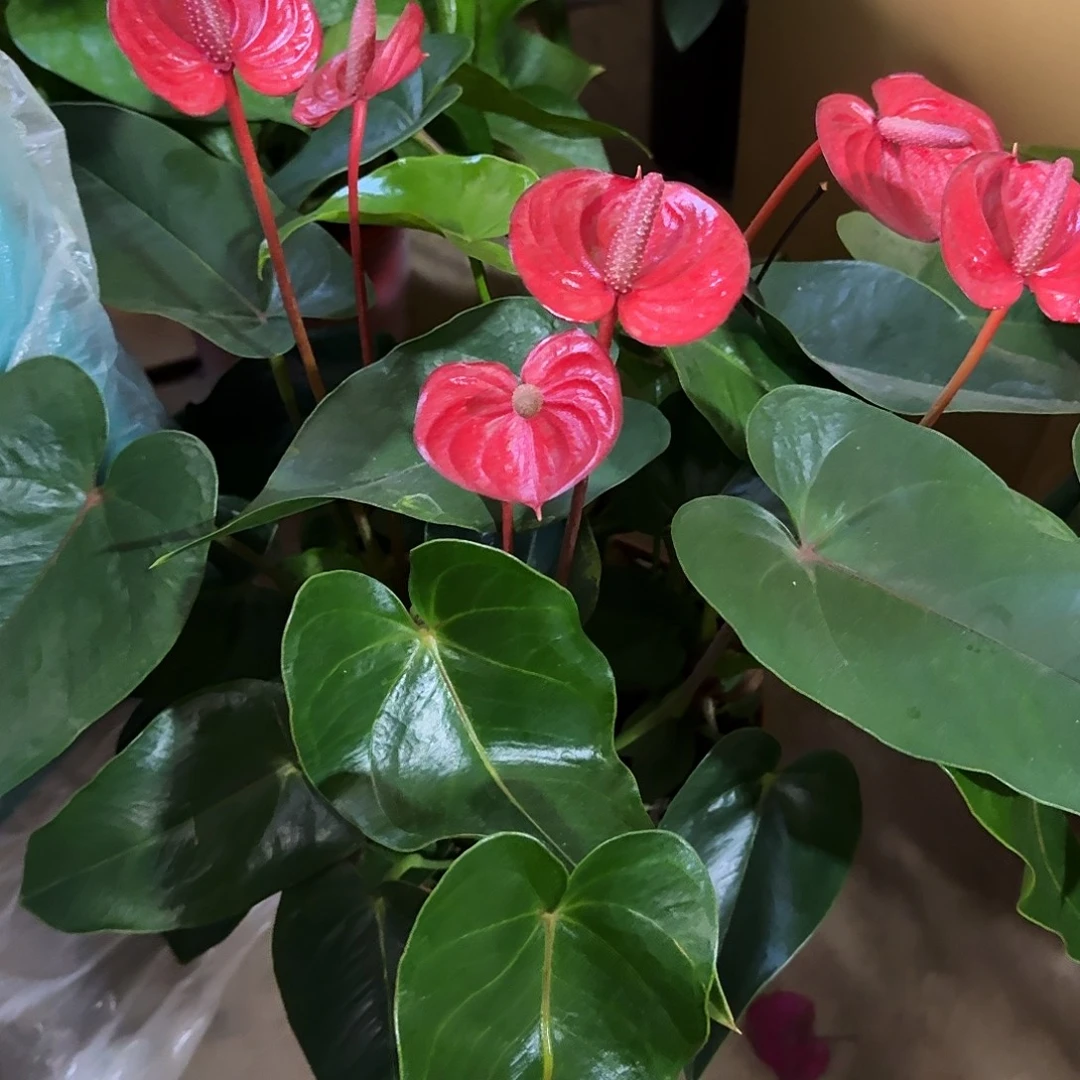 完全开放水培红掌