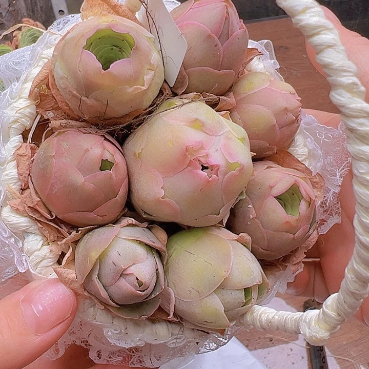 山地玫瑰多肉植物21