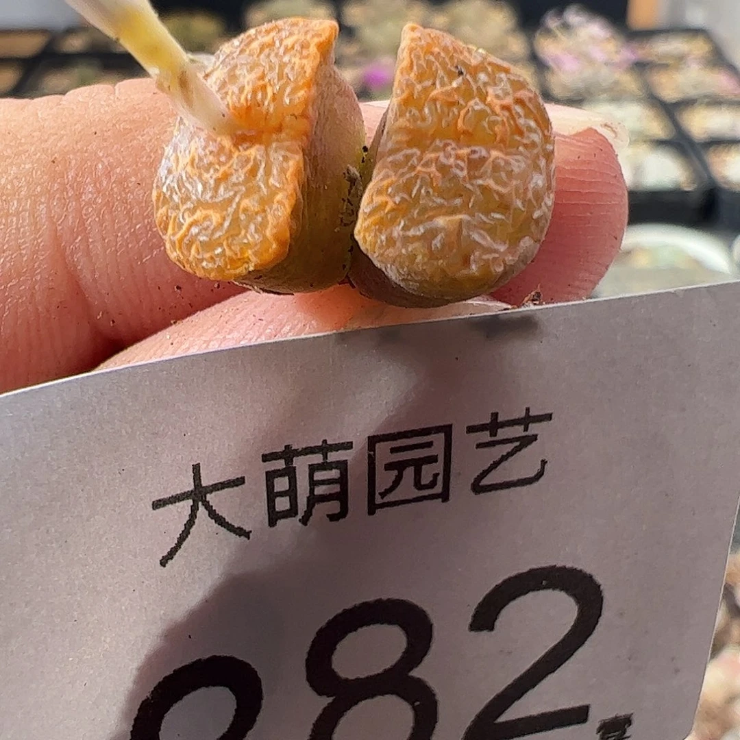 一物一拍。        882