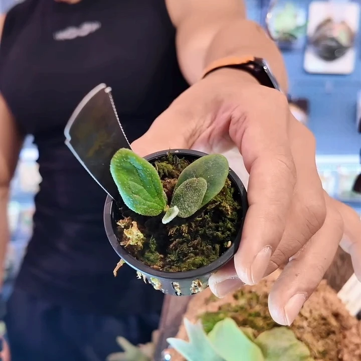 完全开放宝石甲虫鹿角蕨