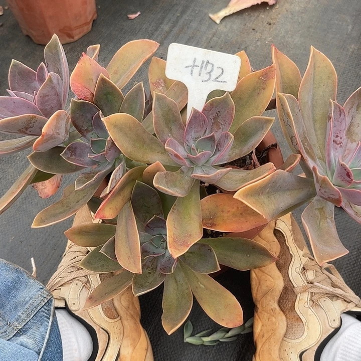 晨语多肉，一物一拍太妃糖132