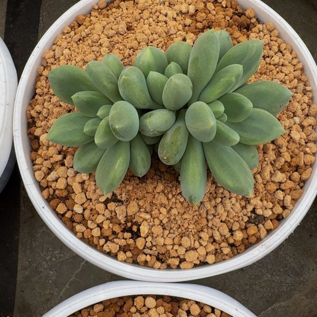 黄胖体 哥特 石化 一物一拍