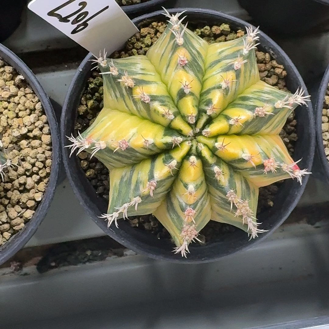 L206-1122广东发货 绿水鬼