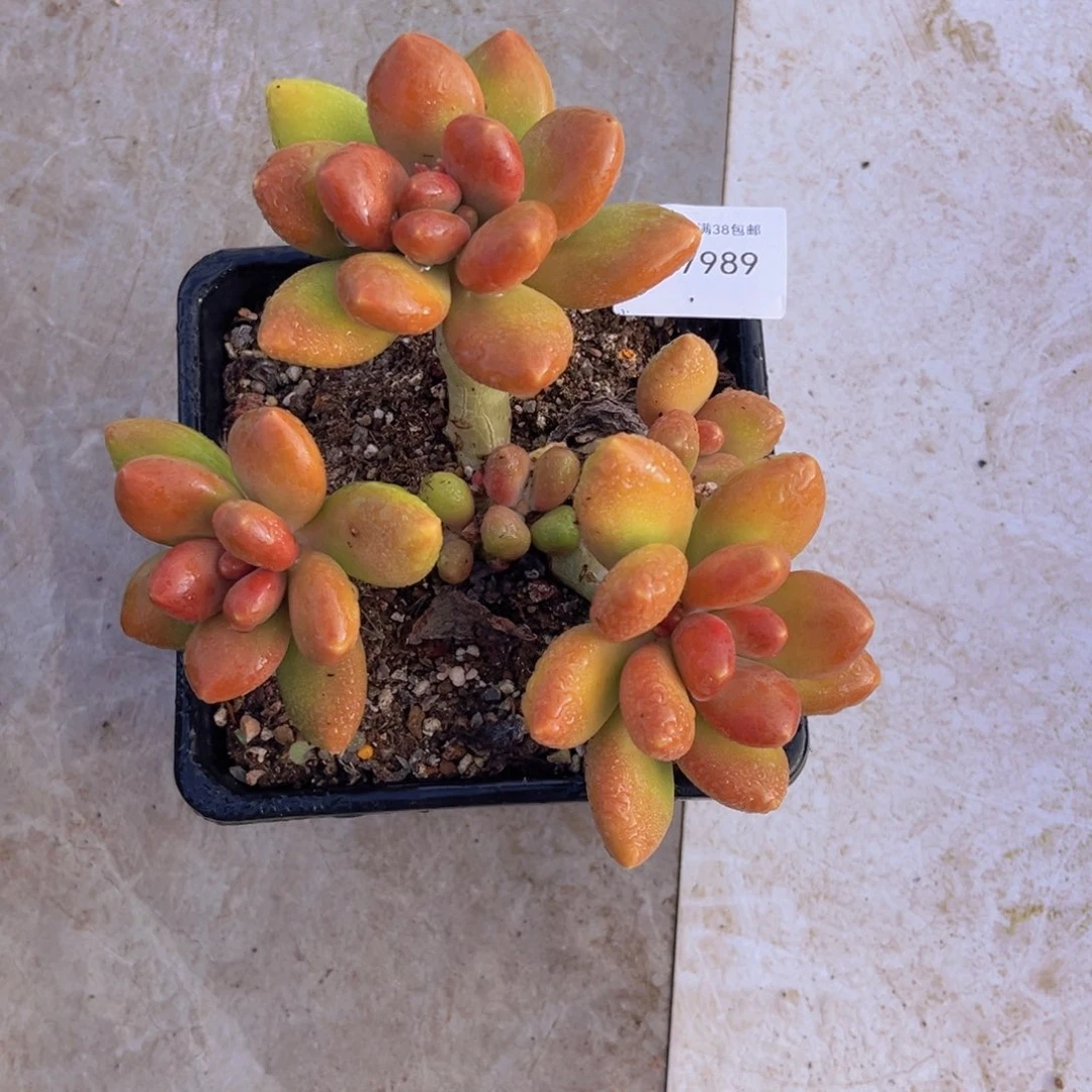 多肉一物一拍7989