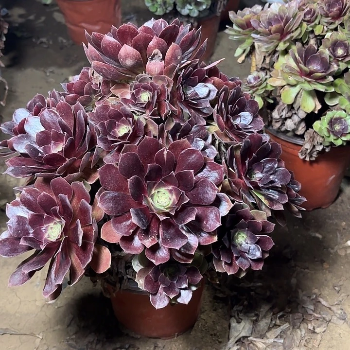 多肉植物法师赤焰莲11