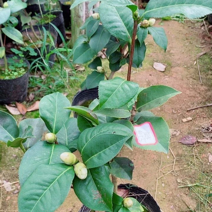 完全开放拉力皮特