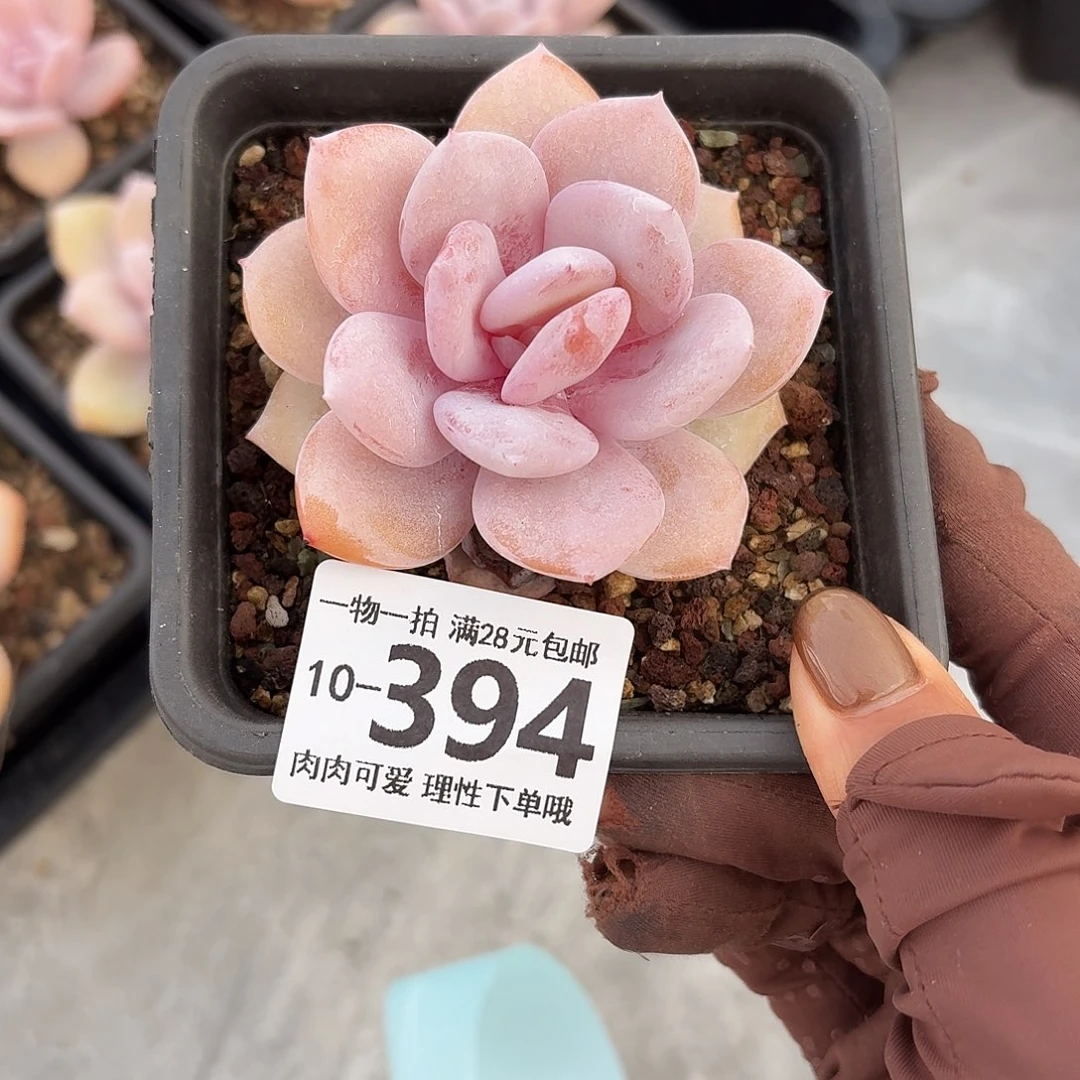 奶茶多肉无盆土发货无盆