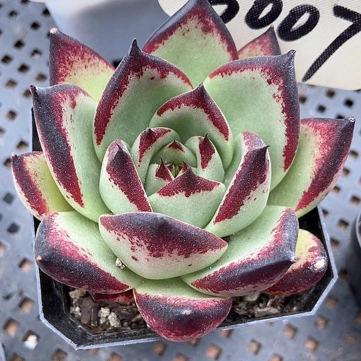 多肉植物乌木3007多肉
