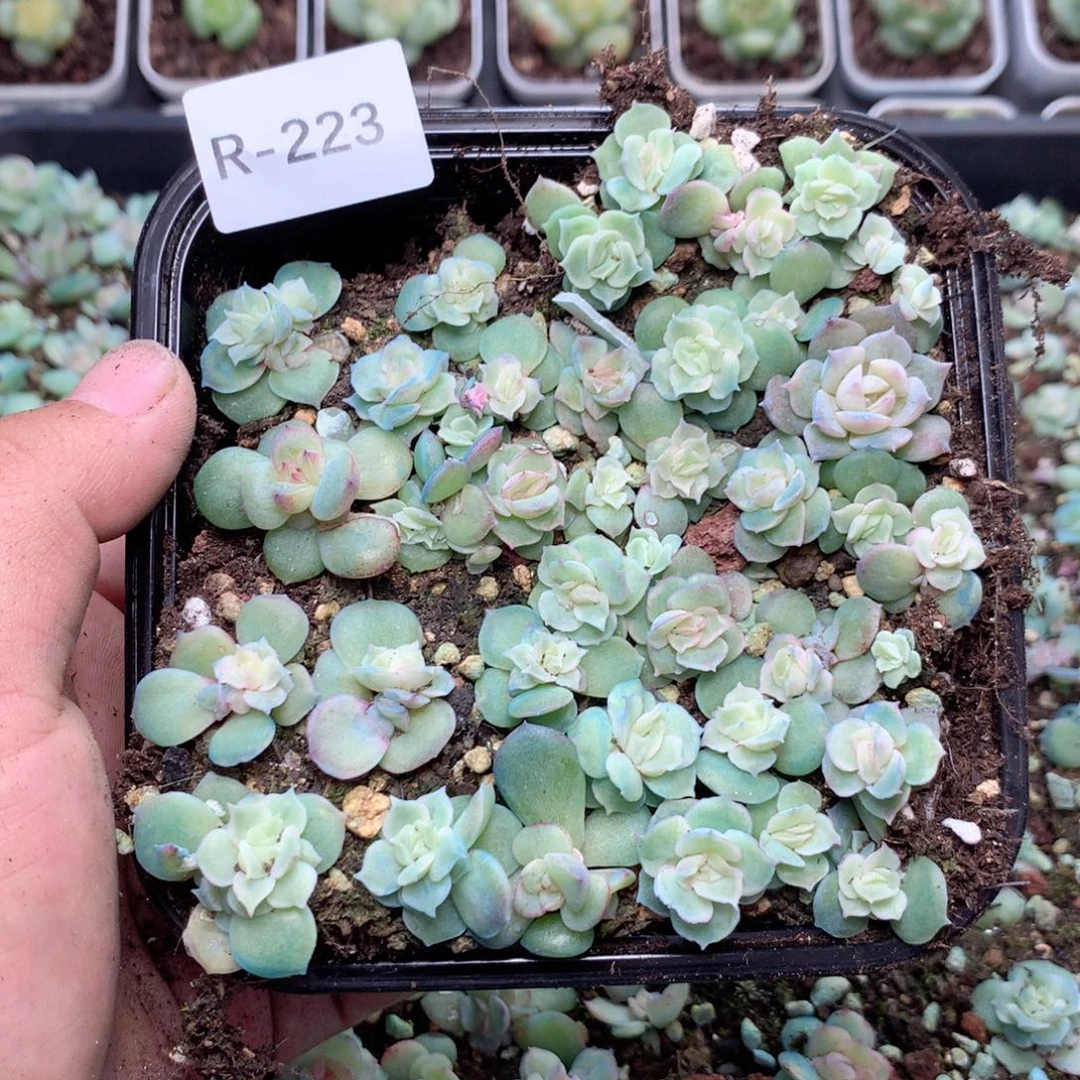 无花朵R223英语英语