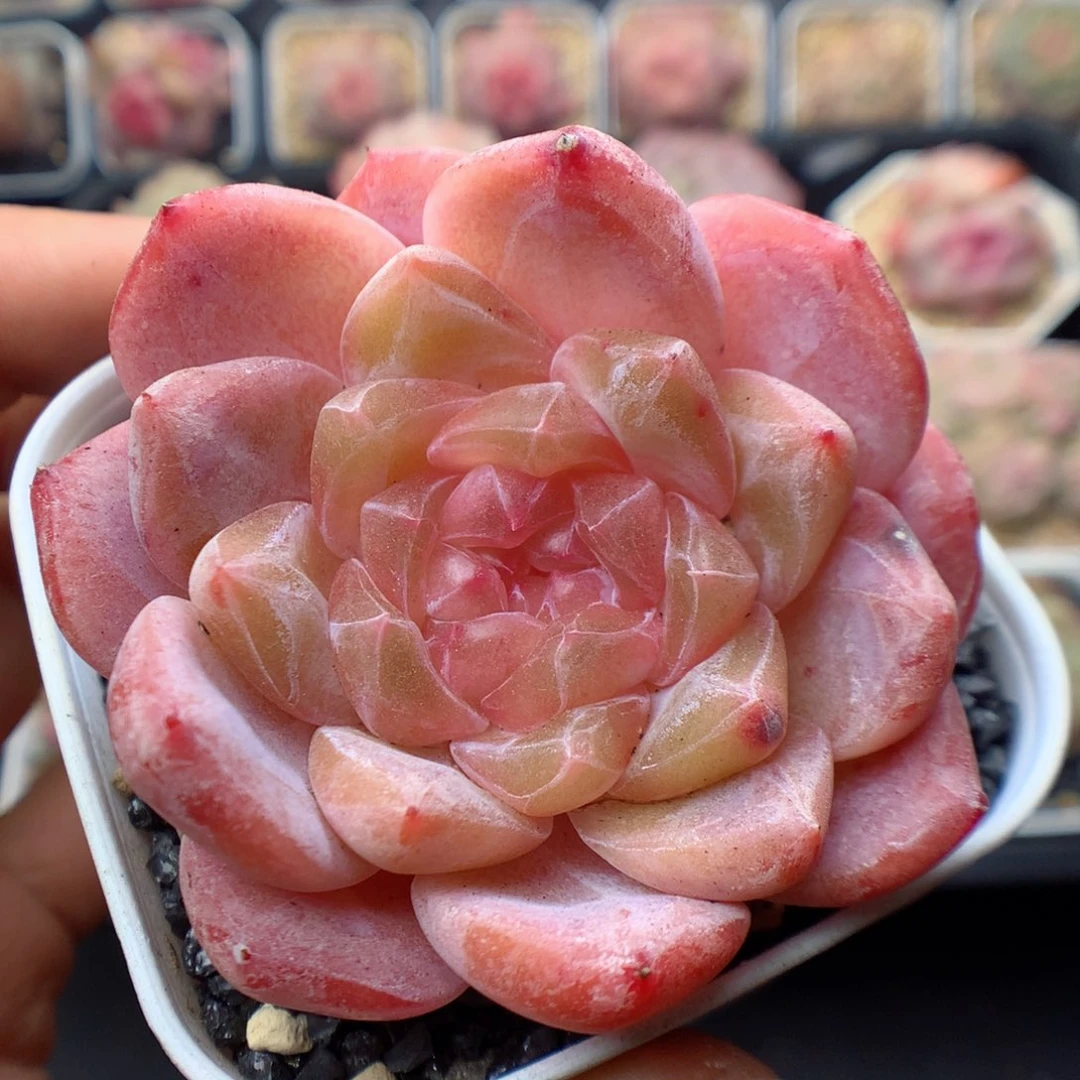 多肉植物。 冰魄50