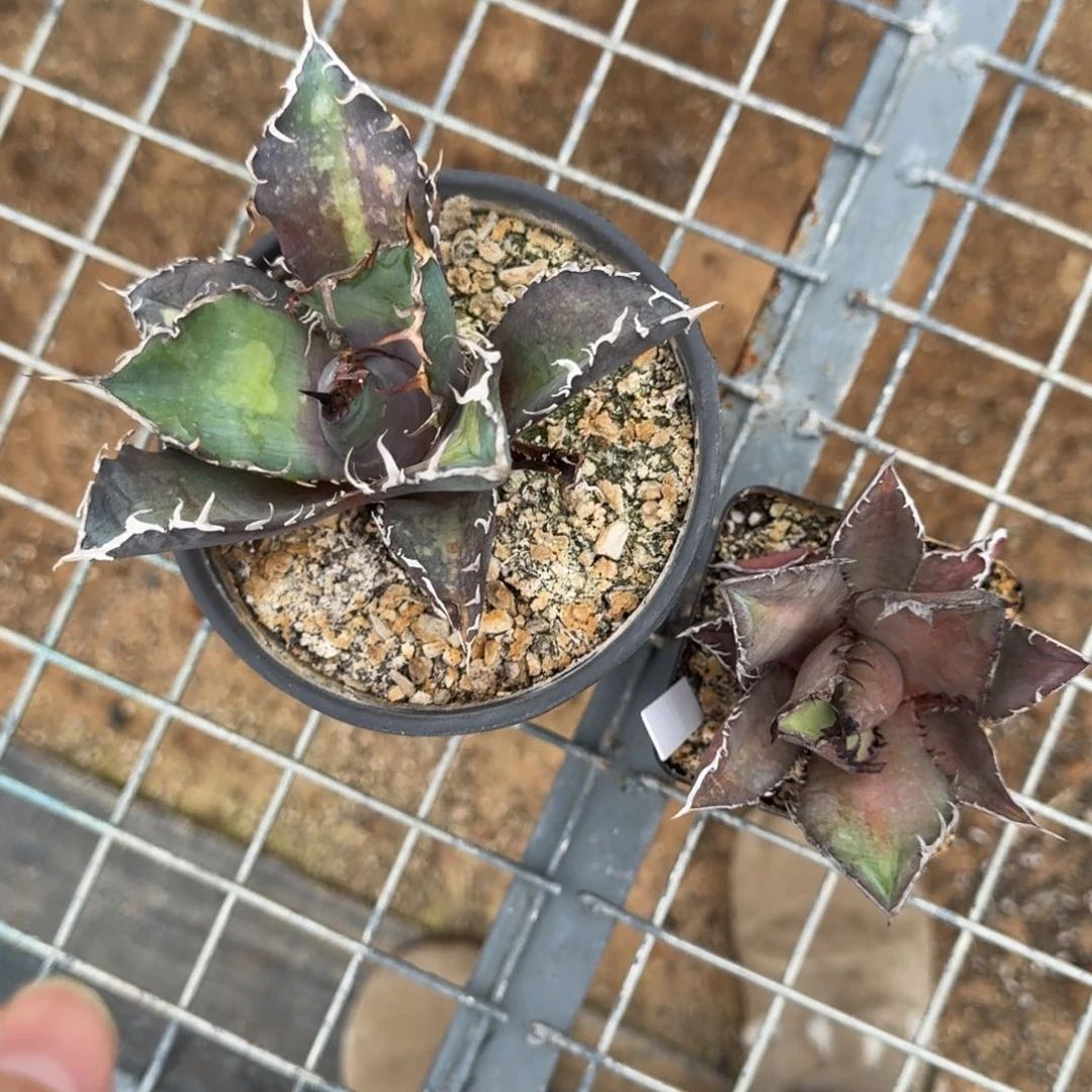 仁王冠龙舌兰一物一拍多肉