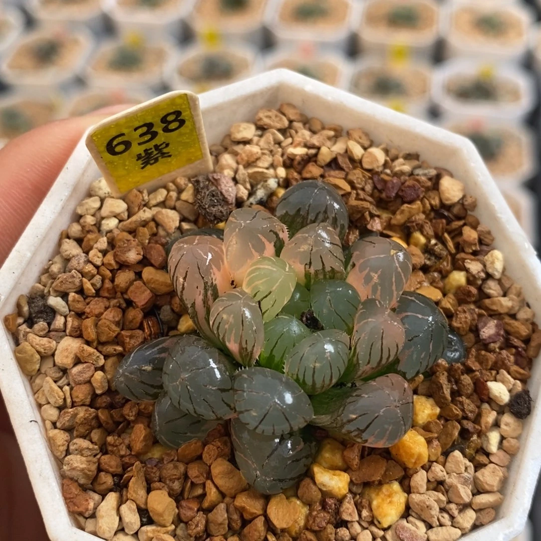 638冰灯十二卷多肉植物