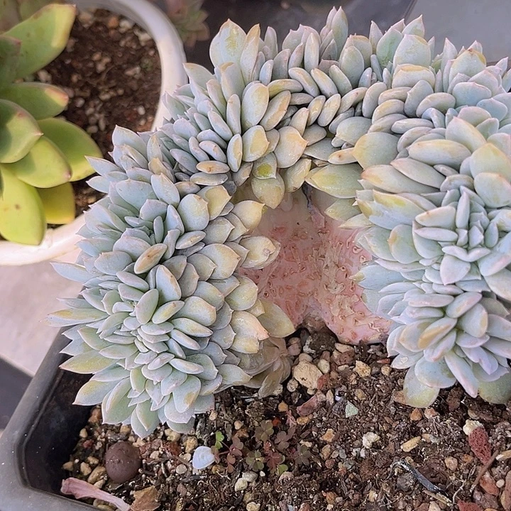 白茶缀14134多肉植物