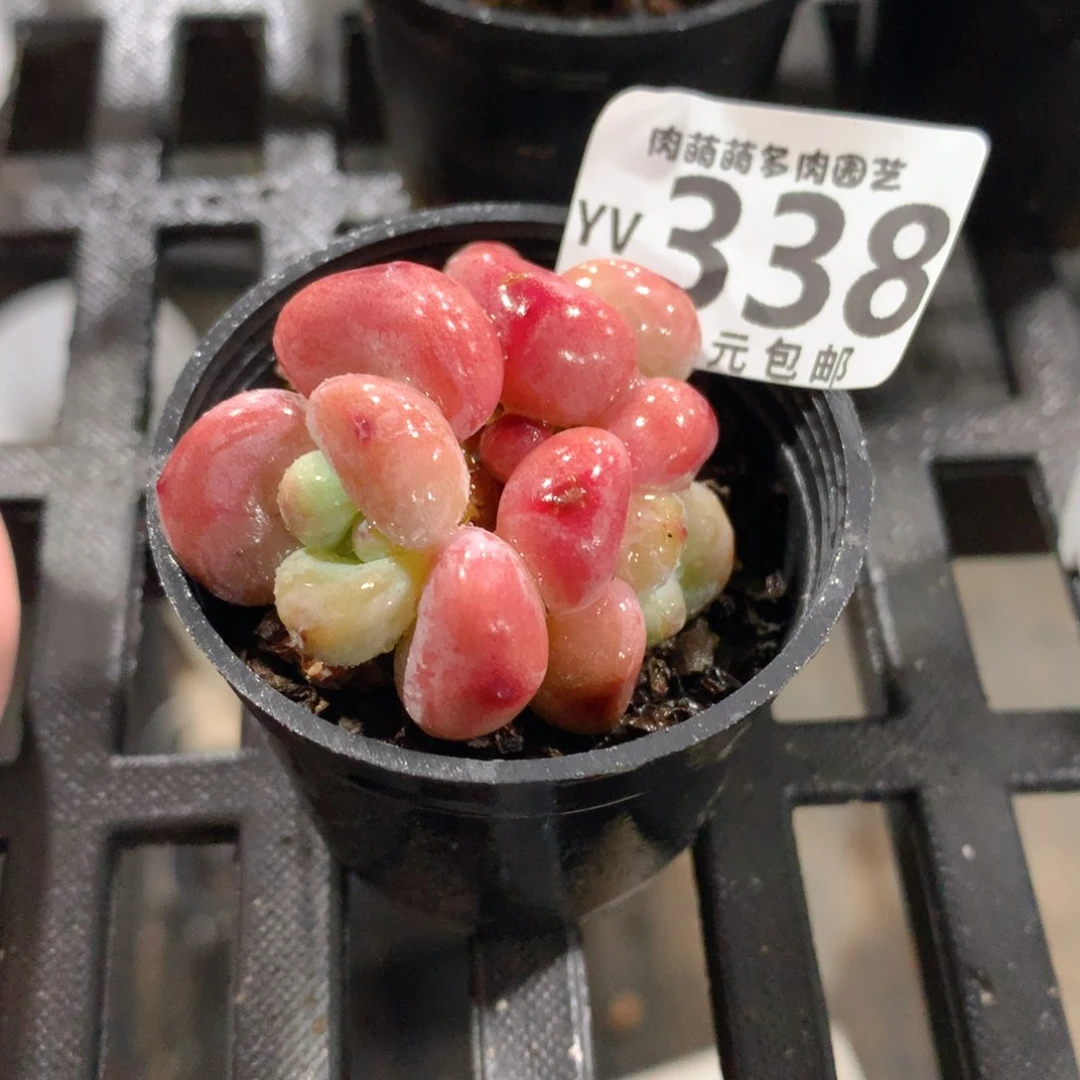 肉萌萌拇指盆精控多肉YV338