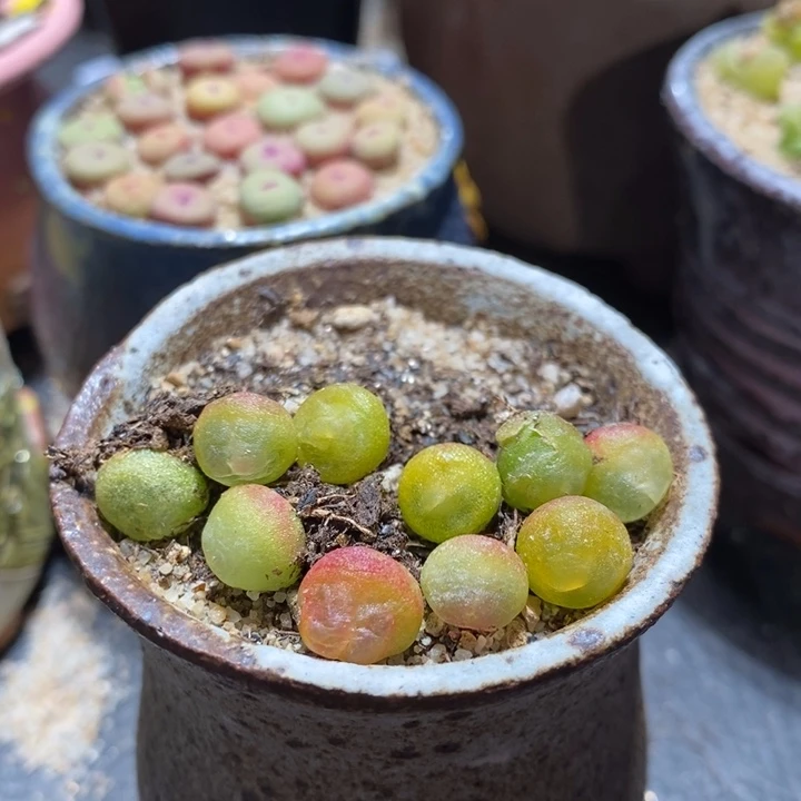 小拉登一颗 0.8厘米