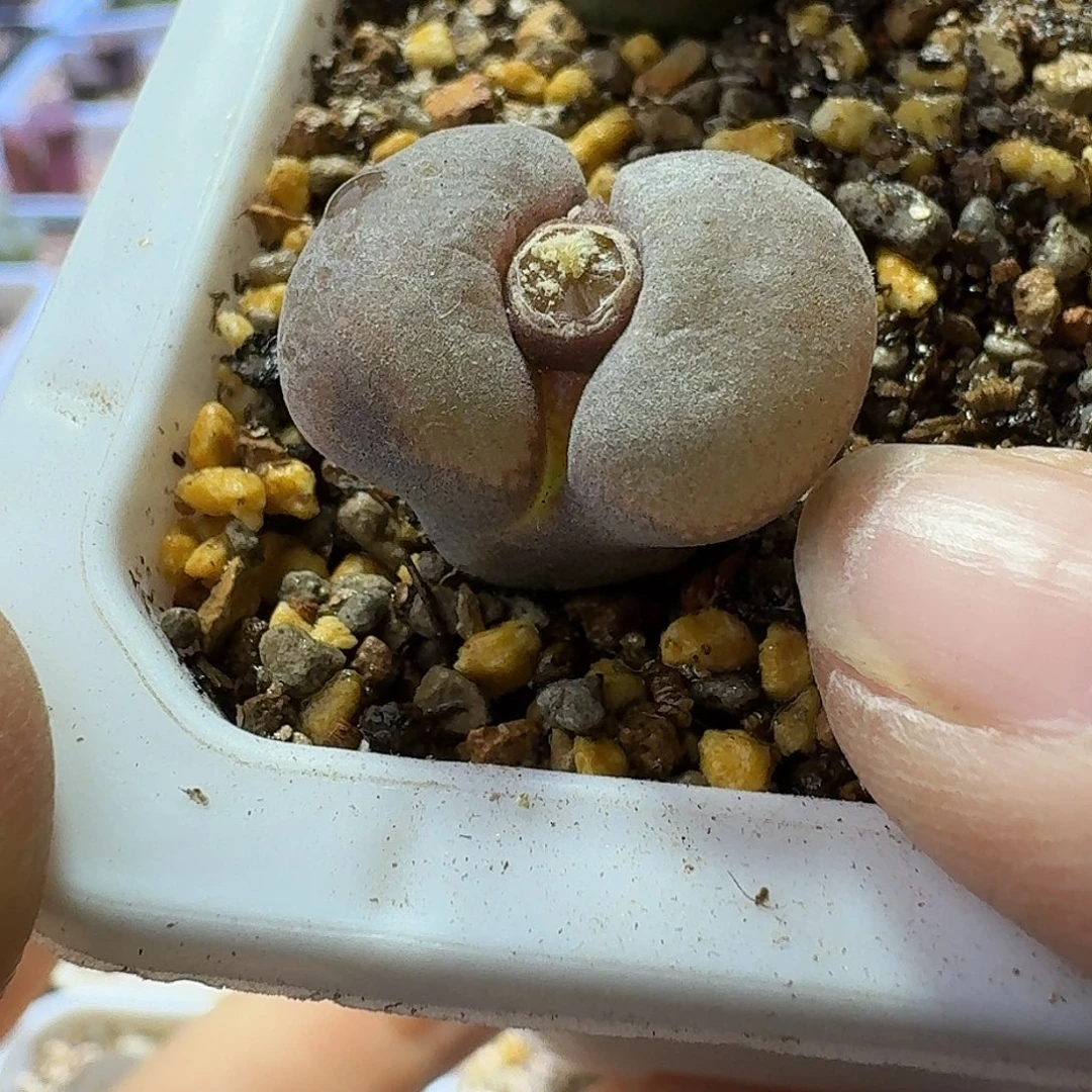 41号单头风铃一物一拍