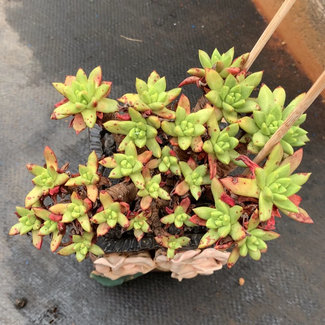 无花朵法若莫莎，仙女杯多肉