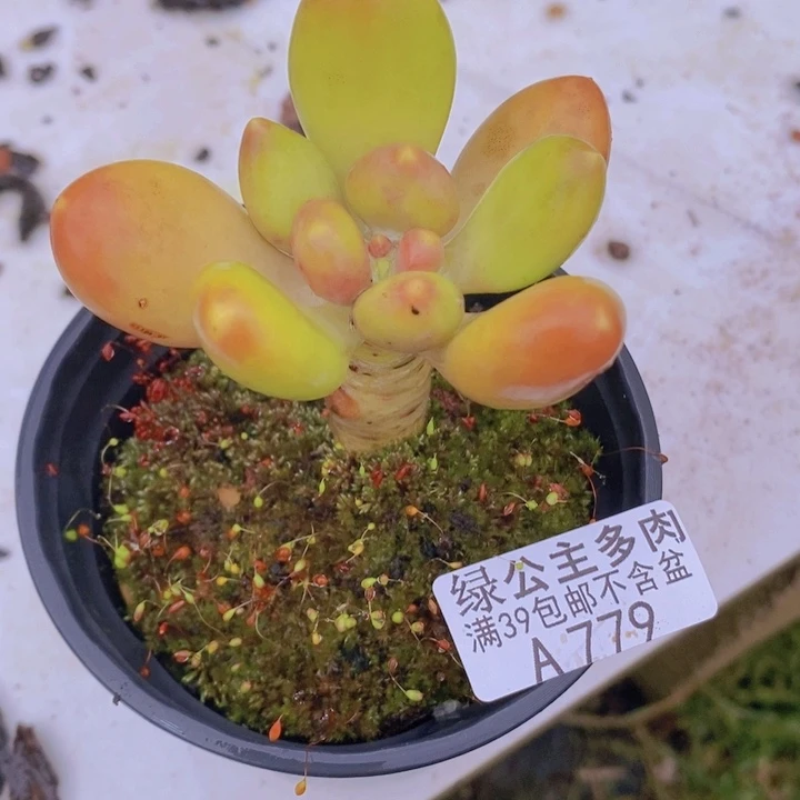 芒果奶单头779多肉植物