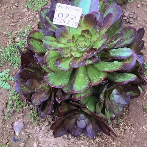 潇**雨2.20-72花月夜多肉植物