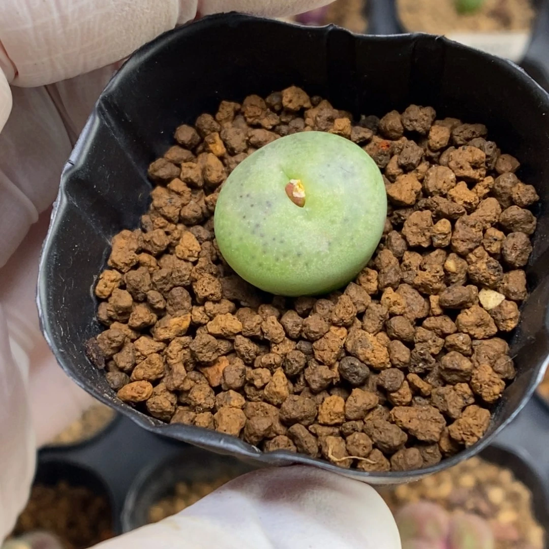 多肉植物肉锥杂交K-4550 翠光杂