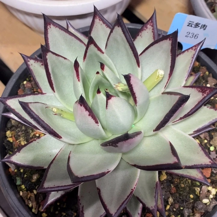 D236- 直播福利 白皮乌木