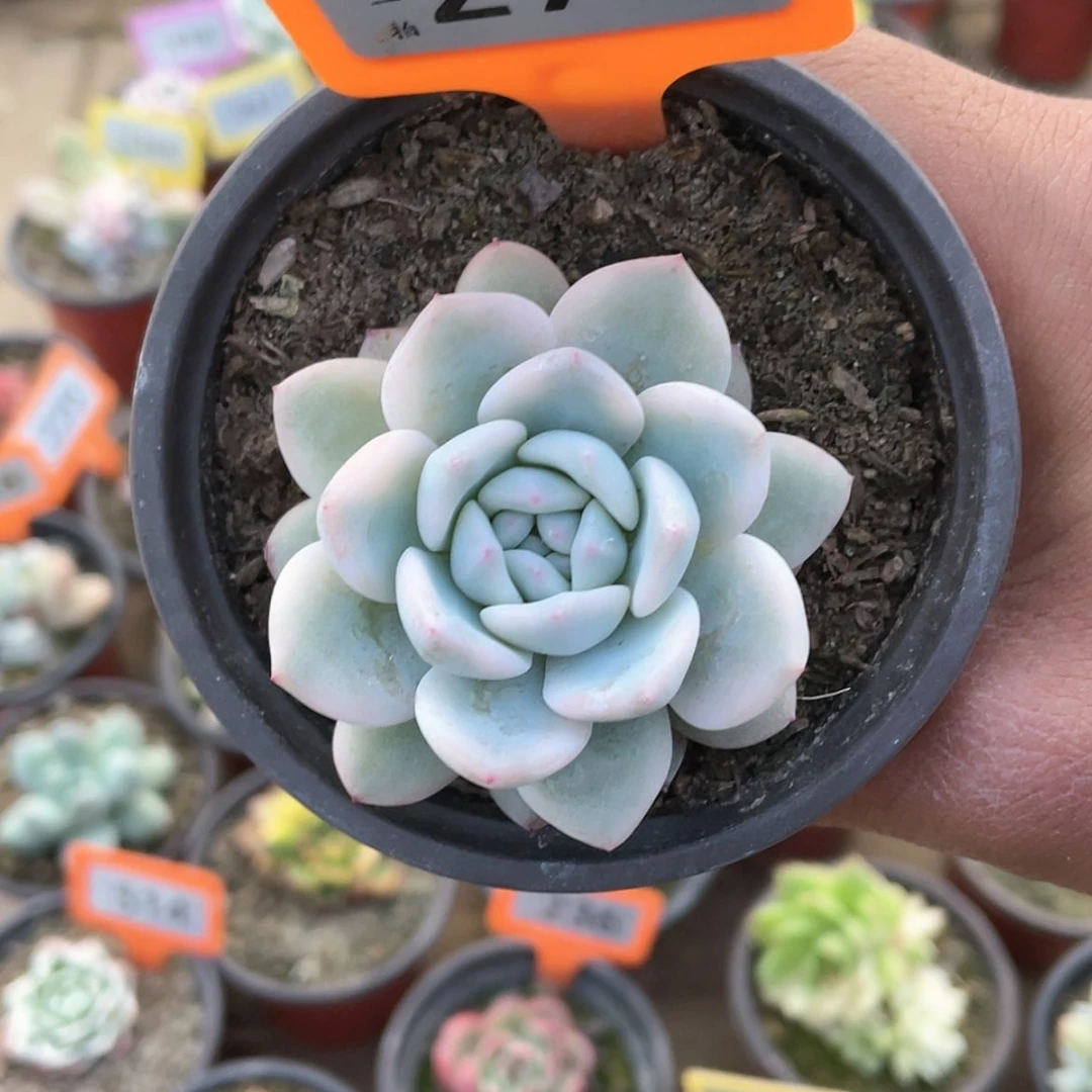 【闪购商品】295号