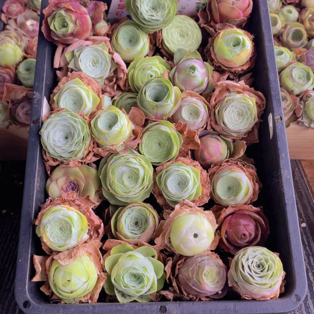 保底三十颗量拍88888