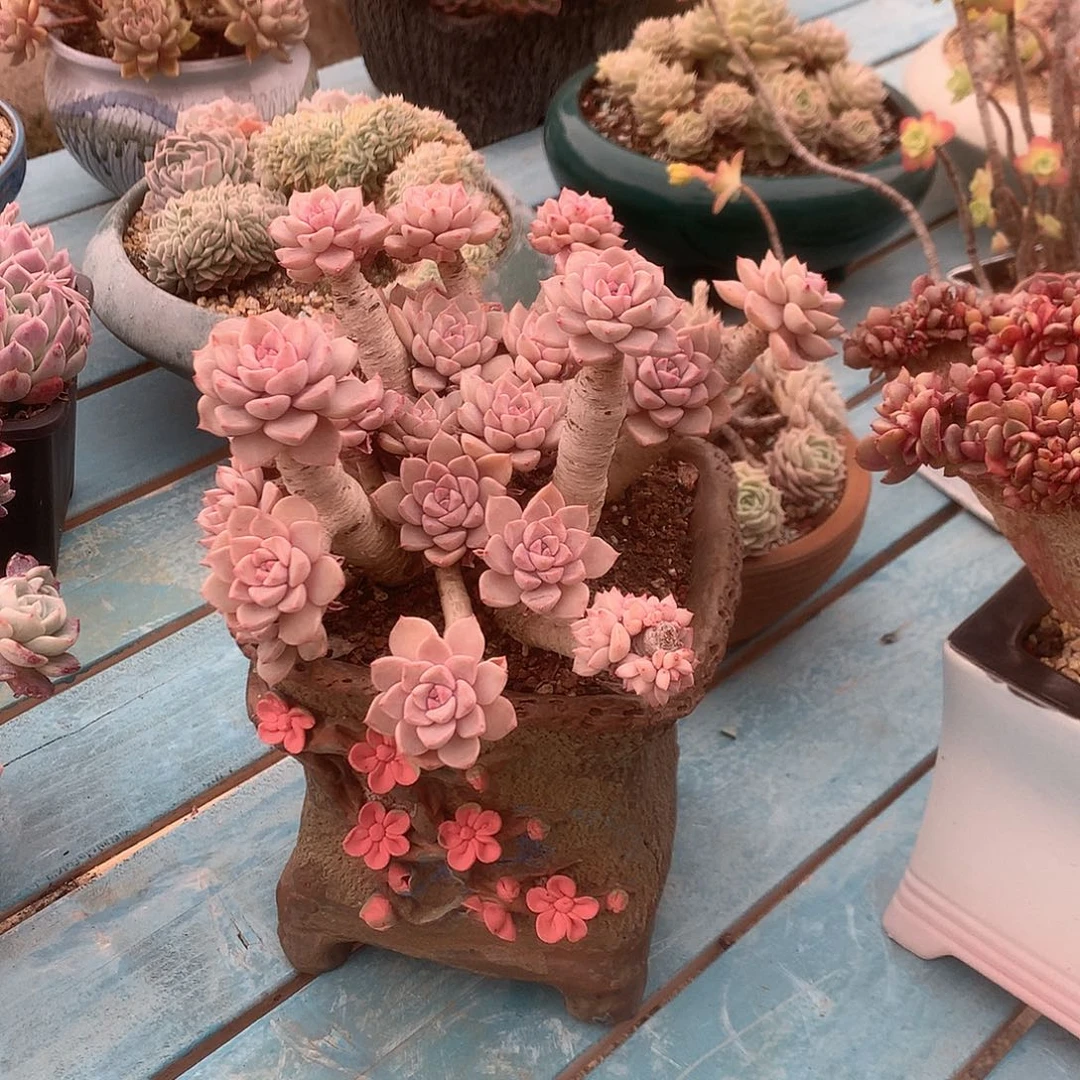 显****子红粉佳人多肉植物脱土