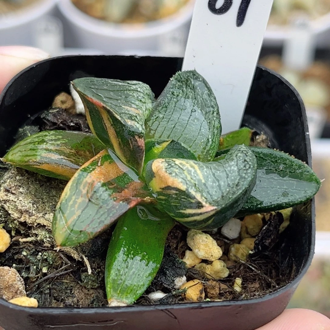 61原始冰河寿锦福利专场