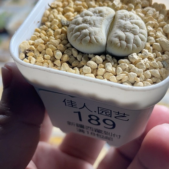 佳人园艺多肉生石花189荒189