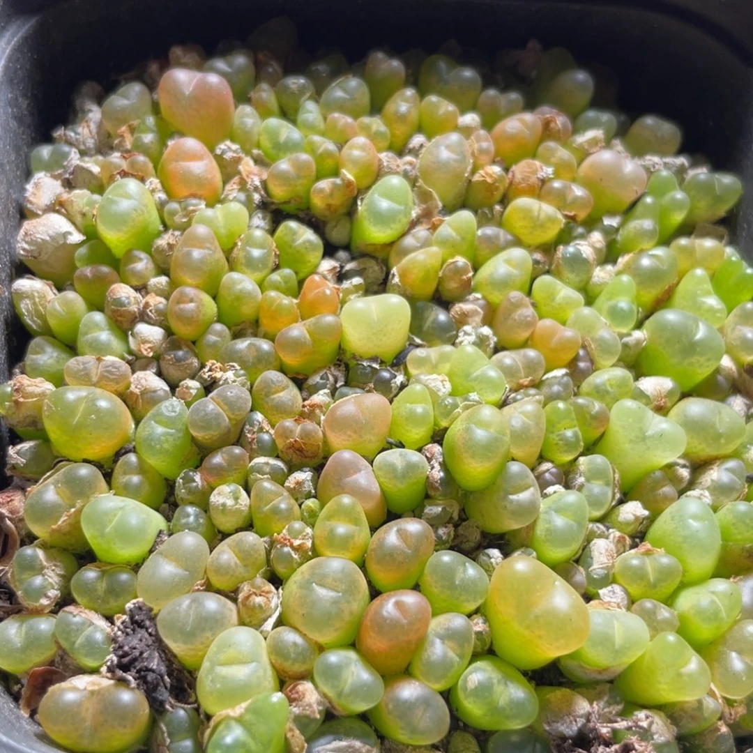 今晚大盆特价更新～31