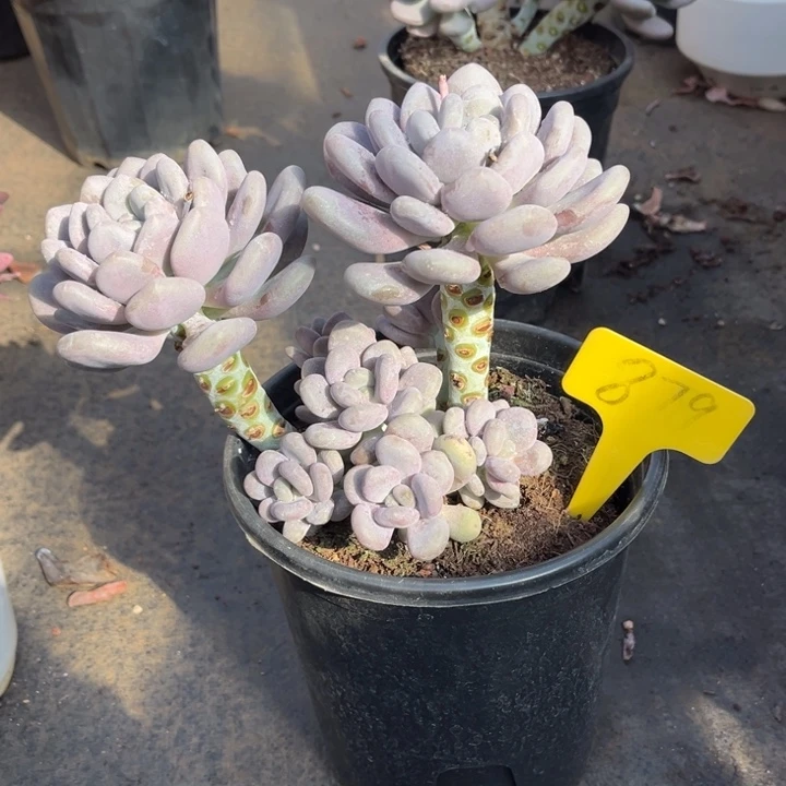 「***」月美人多肉植物8 7 9